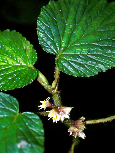 B. tiliifolia